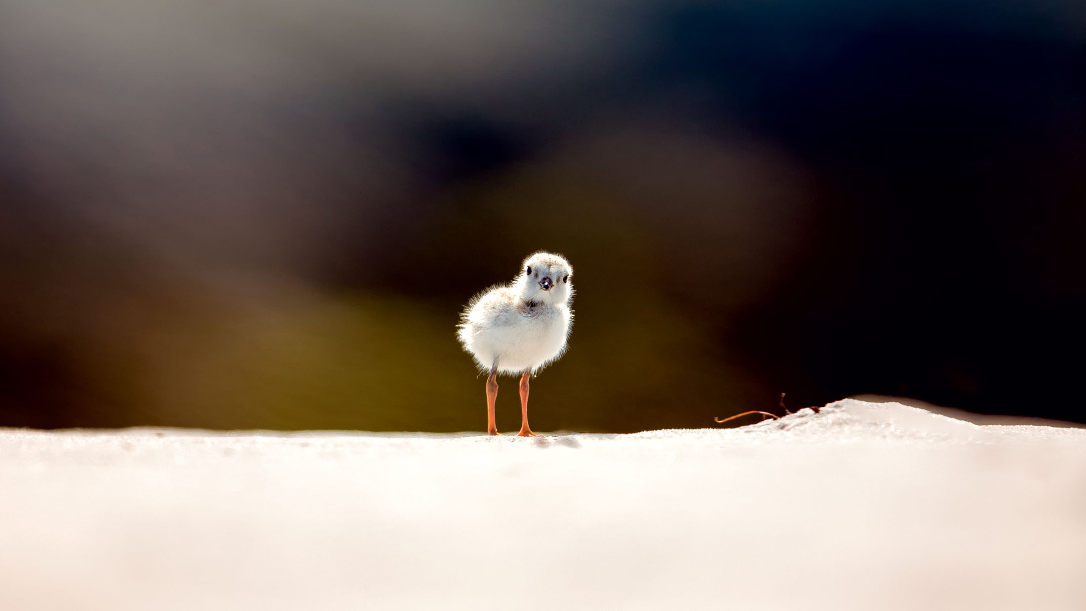 Do You Believe In Piping Plovers?