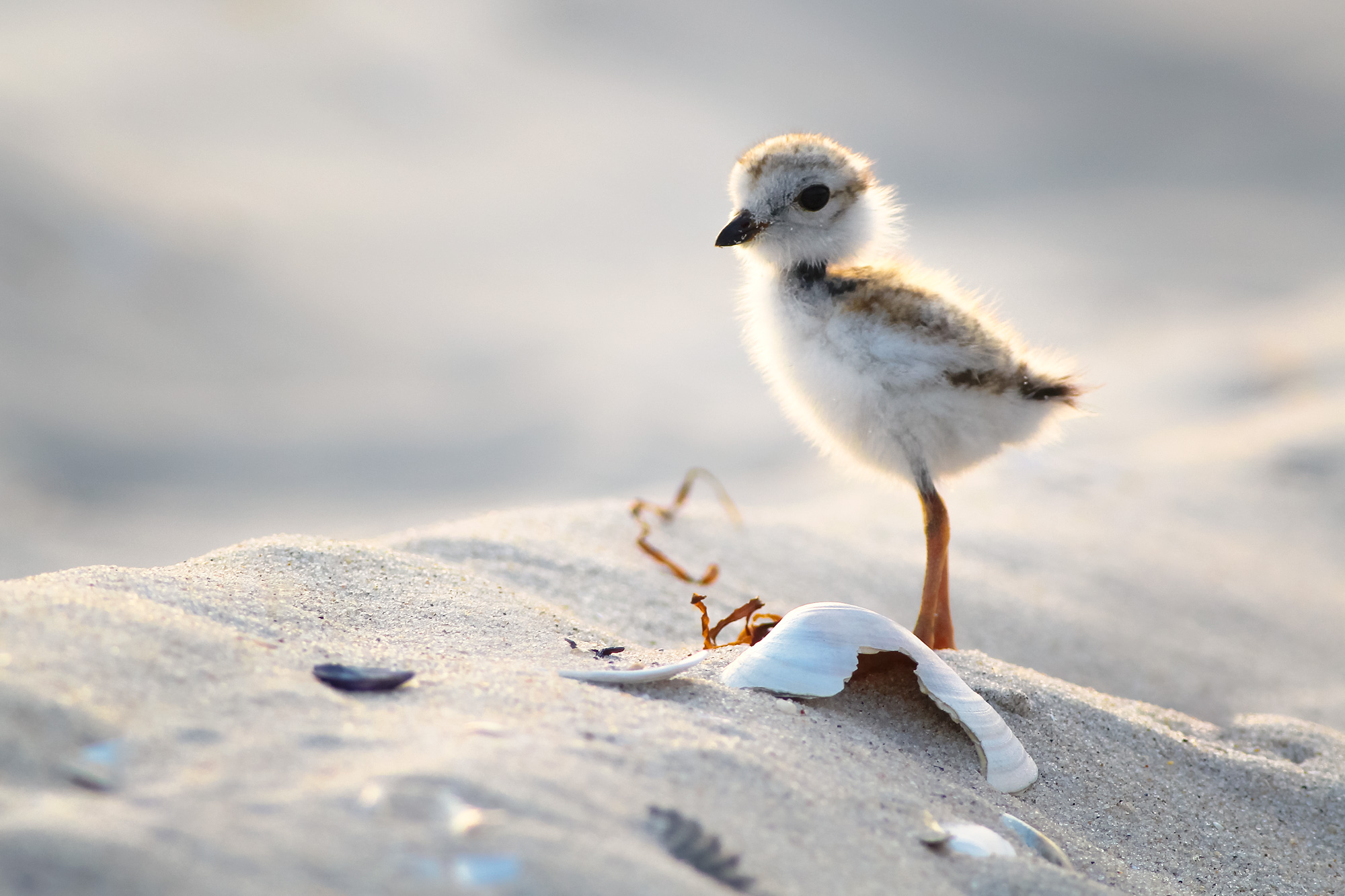 Early To The Plover Party