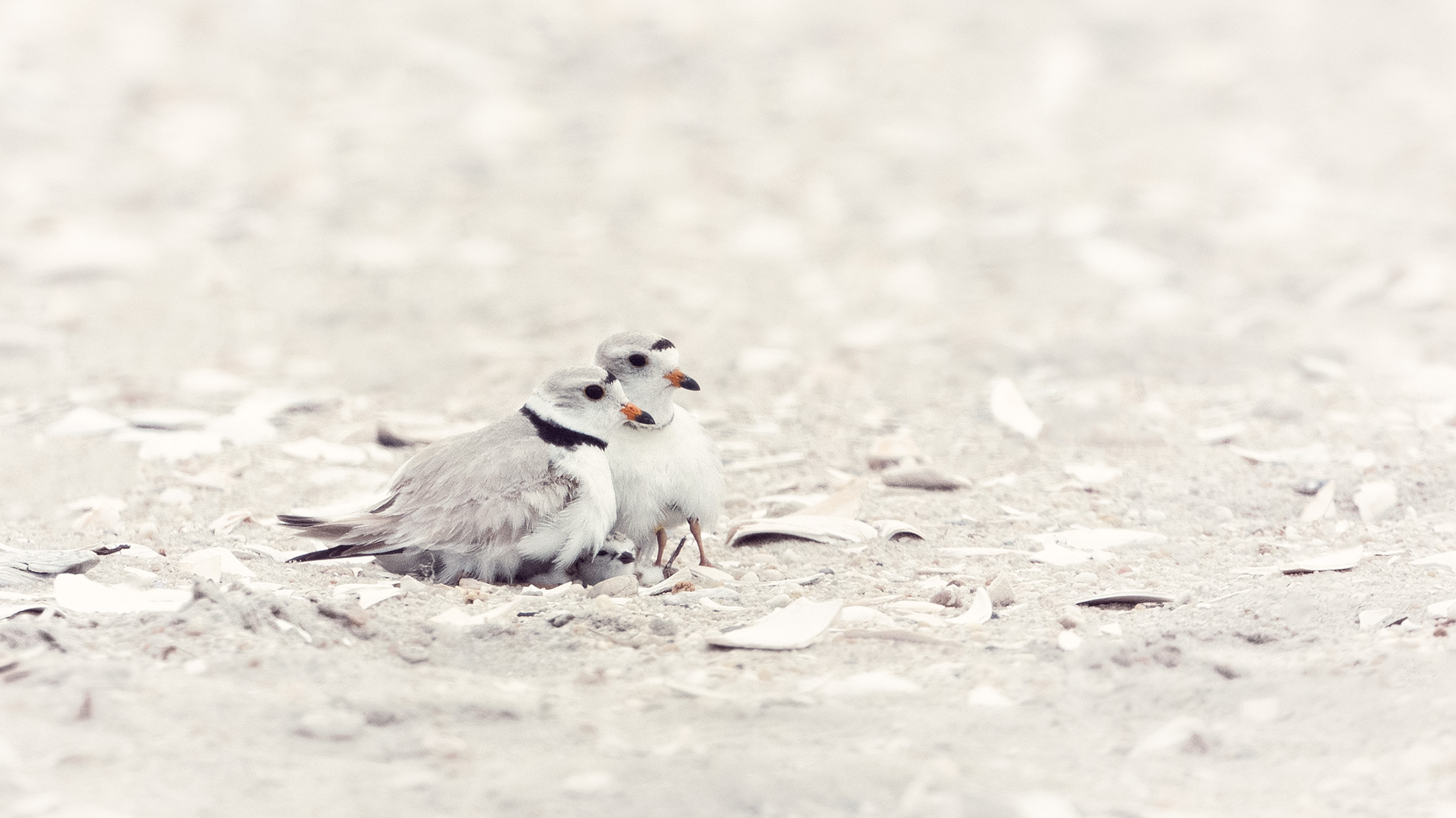 First Family, Family First.