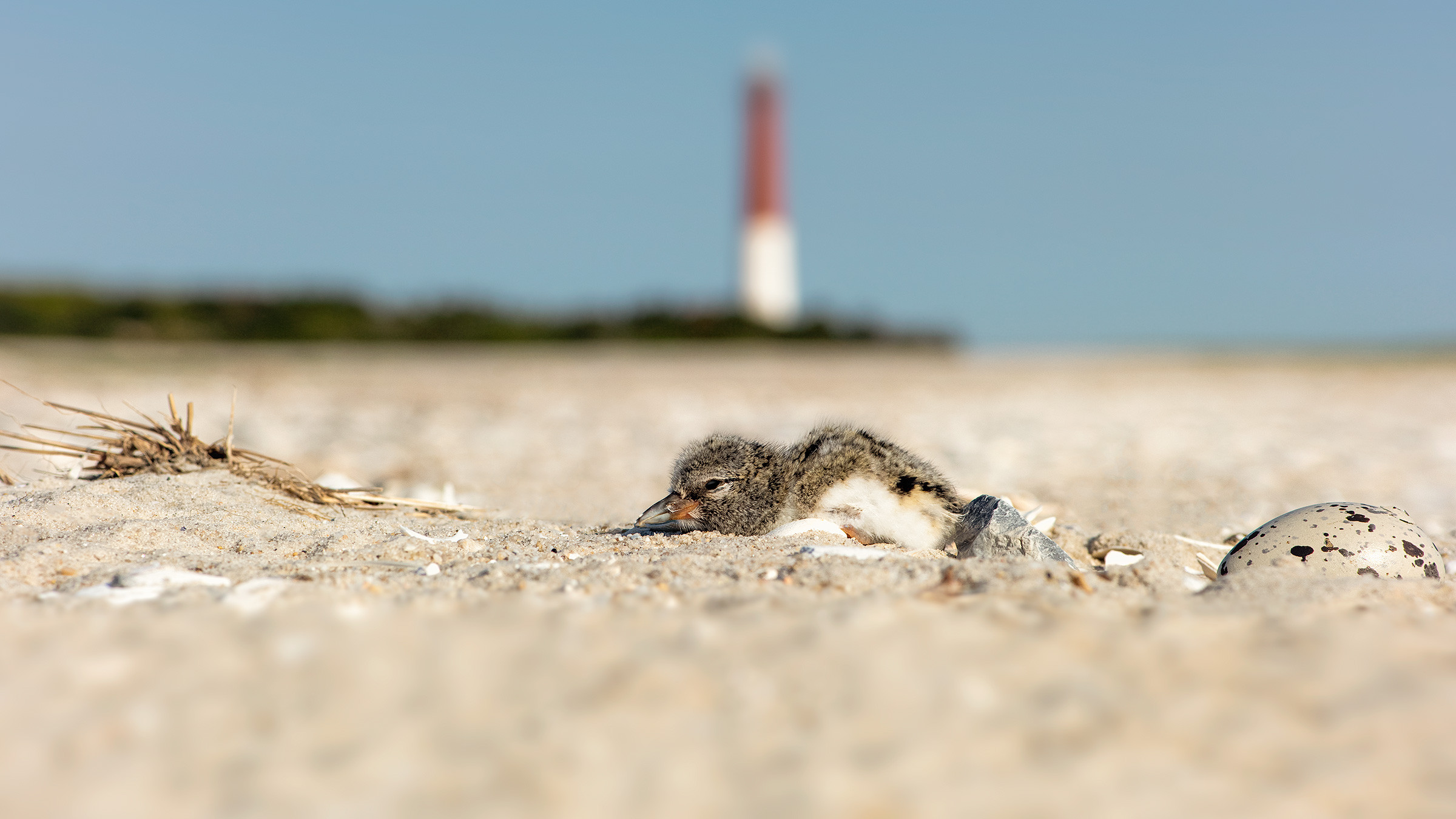 Why “Todd Pover’s Plover Park” Is A Terrible Name.