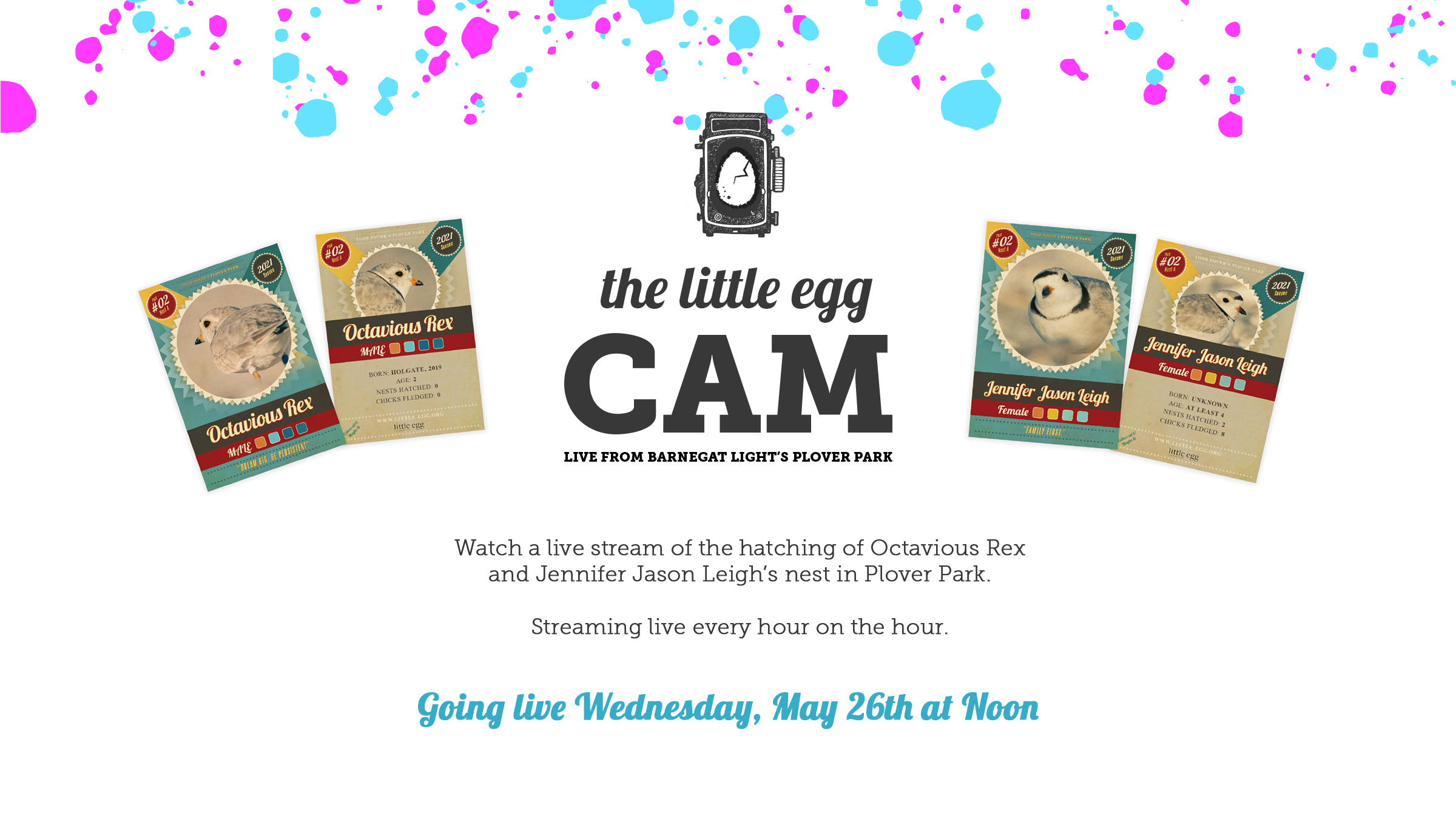 Watch Octavius Rex & JJL’s Nest Hatch Live on The Little Egg Cam. Going Live Today @ Noon!