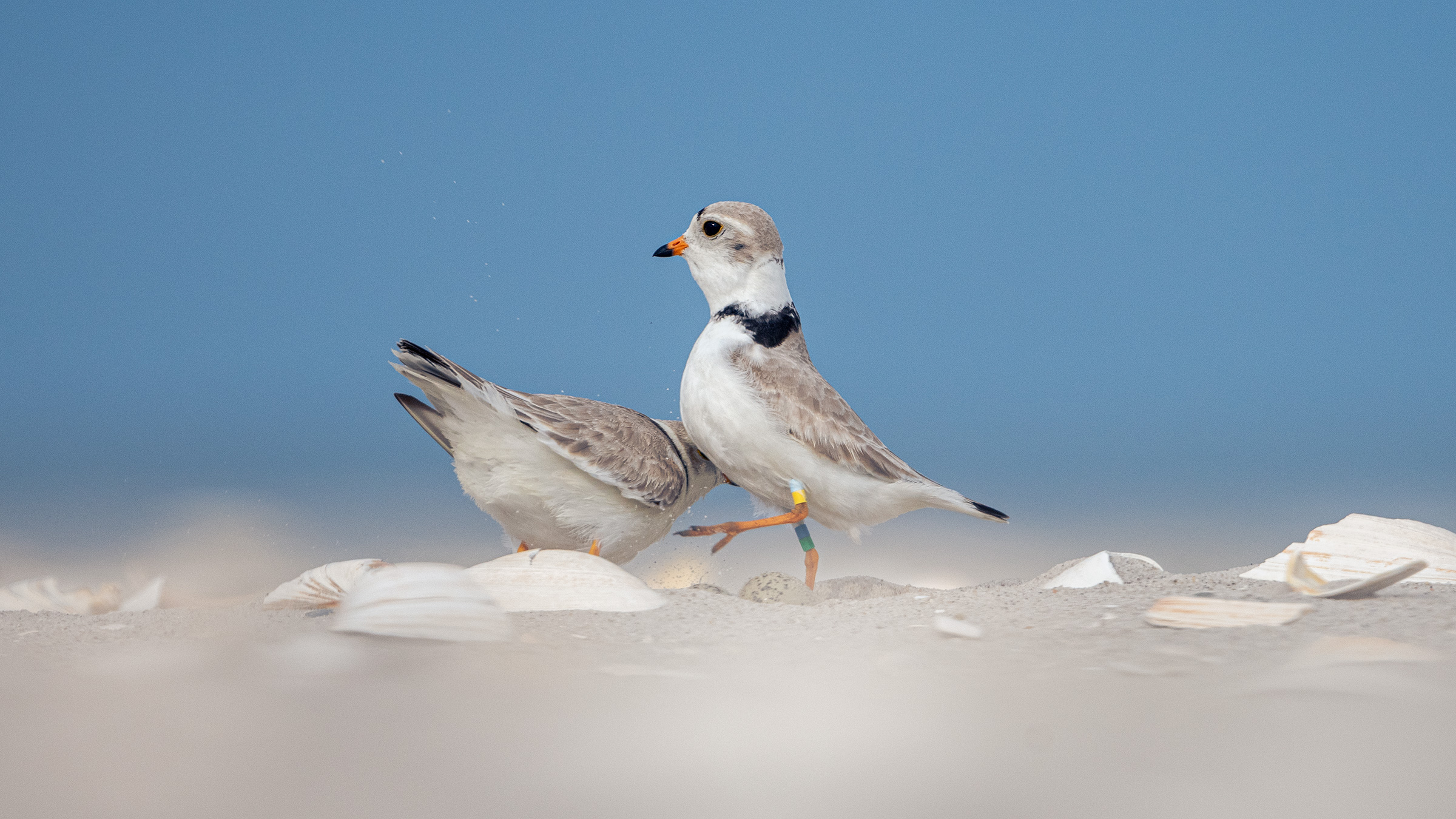 Unite. Rebuild. Redecorate?