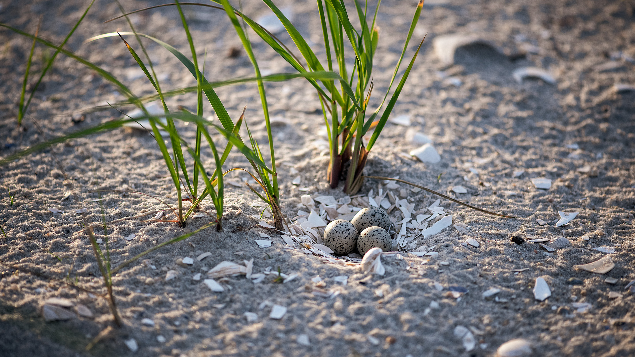 The Plover Park Diaries, June 10th