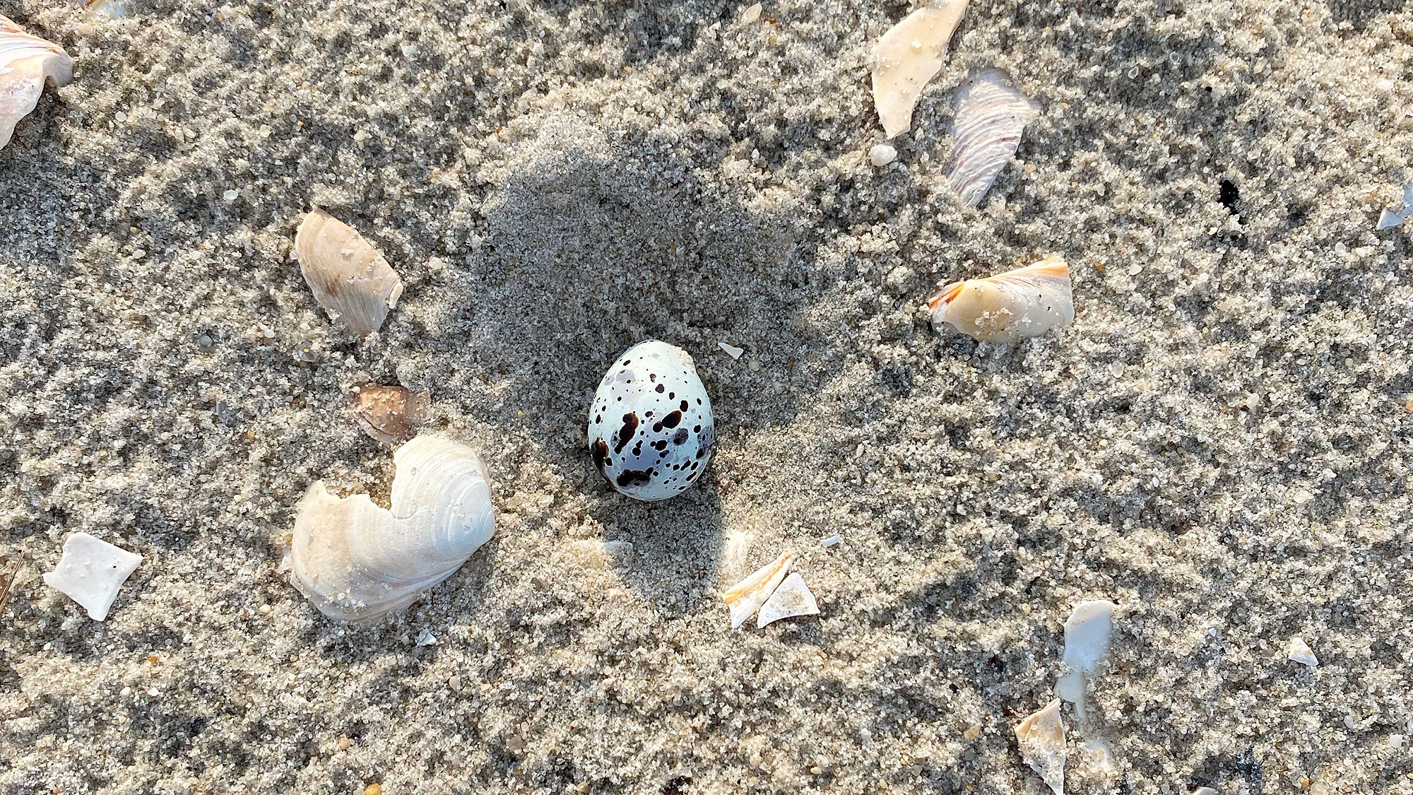 The Plover Park Diaries, May 22nd