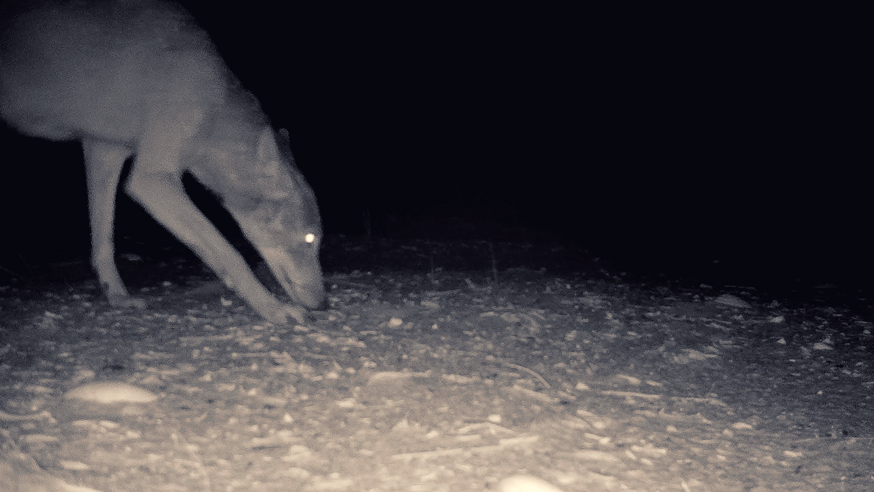 The Plover Park Diaries, June 11th