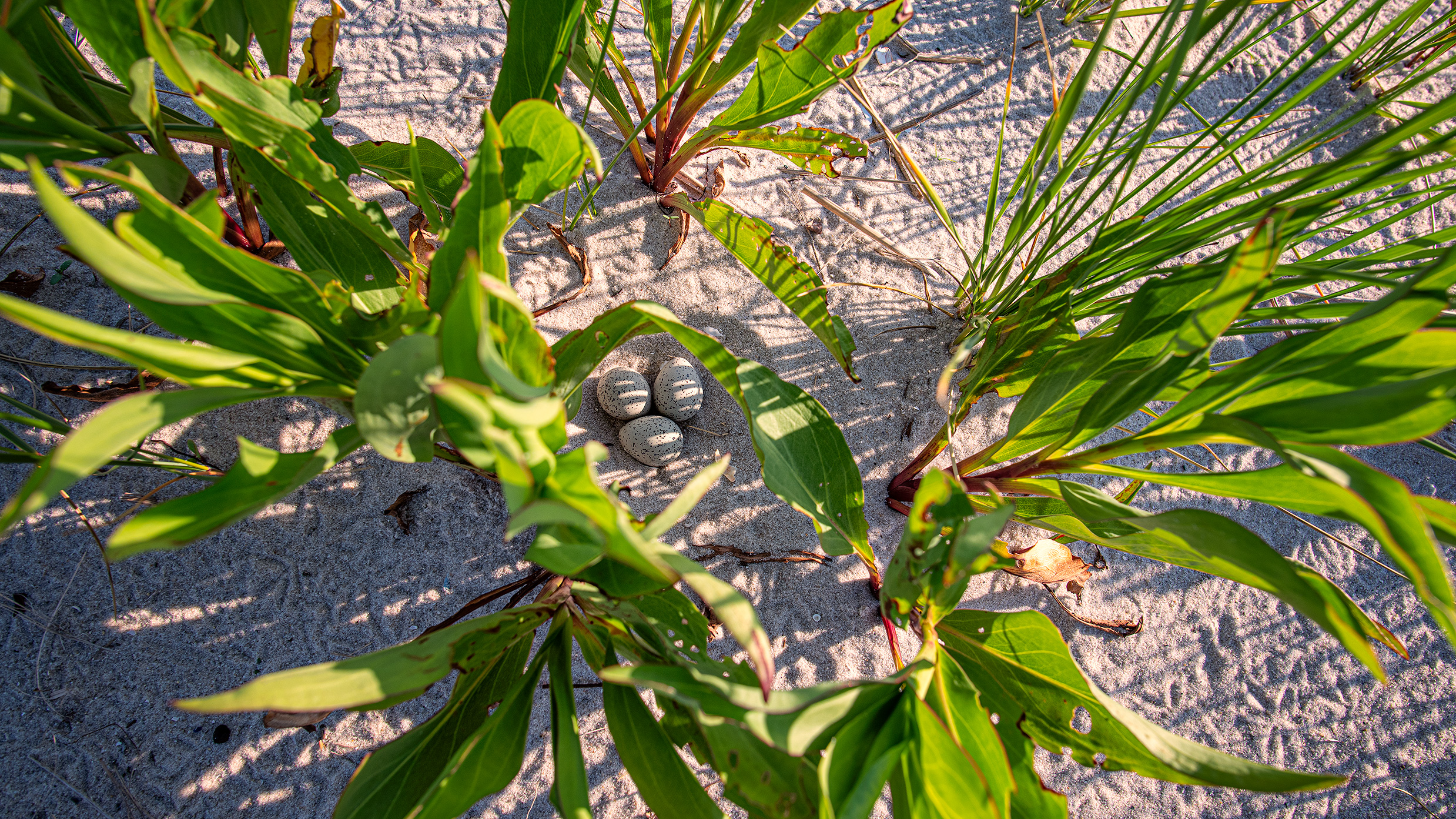 The Plover Park Diaries, June 16th