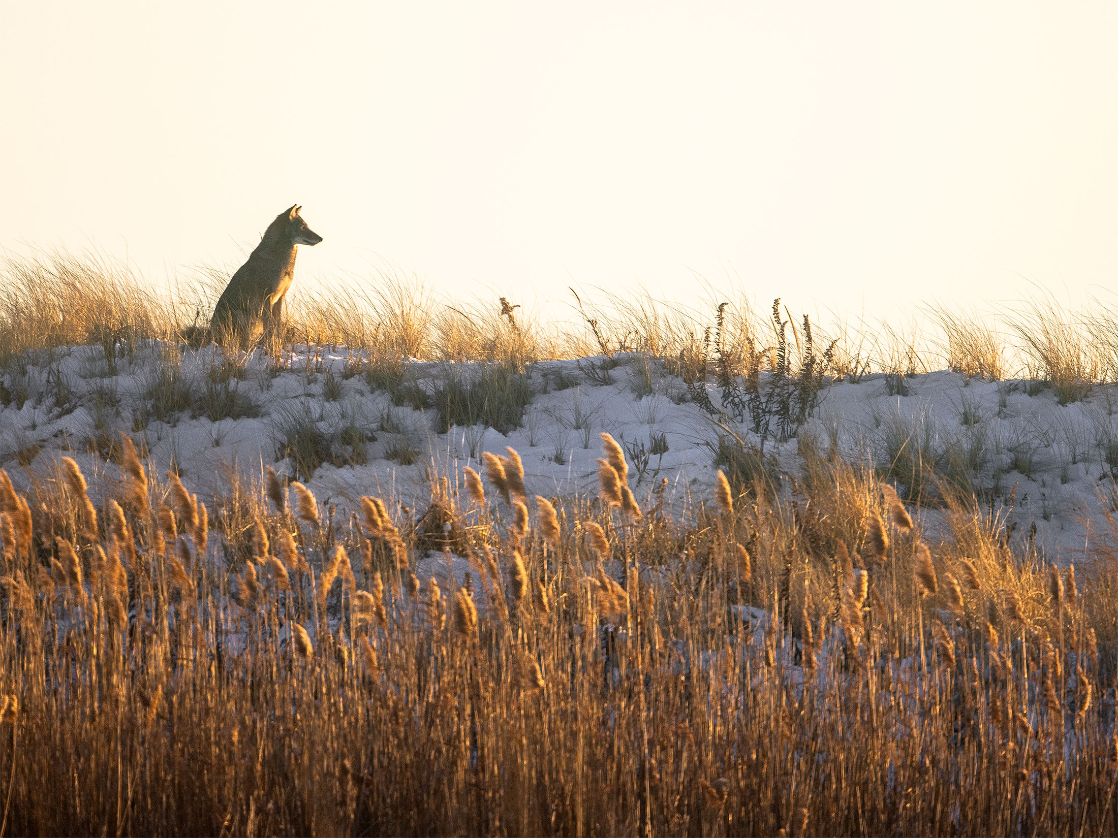 Called Home By Coyote