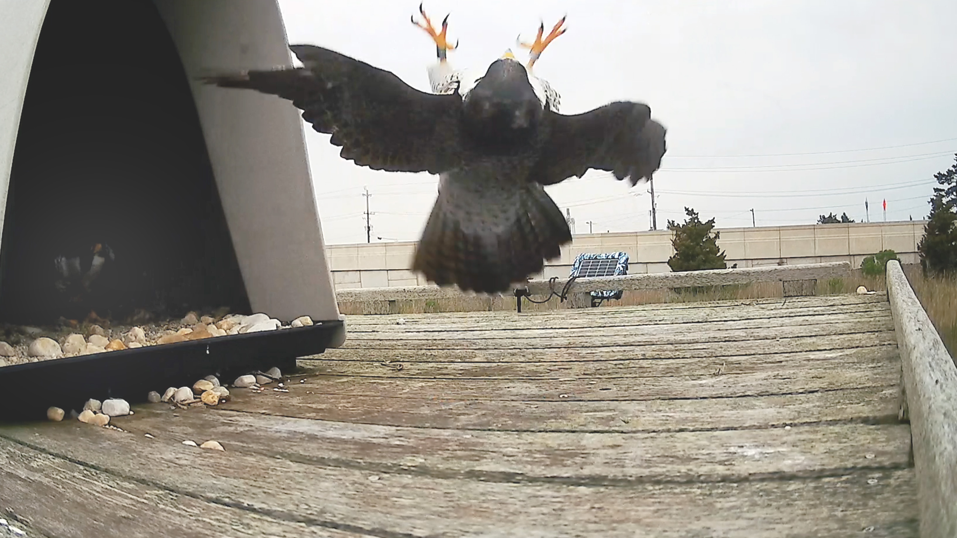 Flippin’ Out Over Jo Durt’s Hatch Day