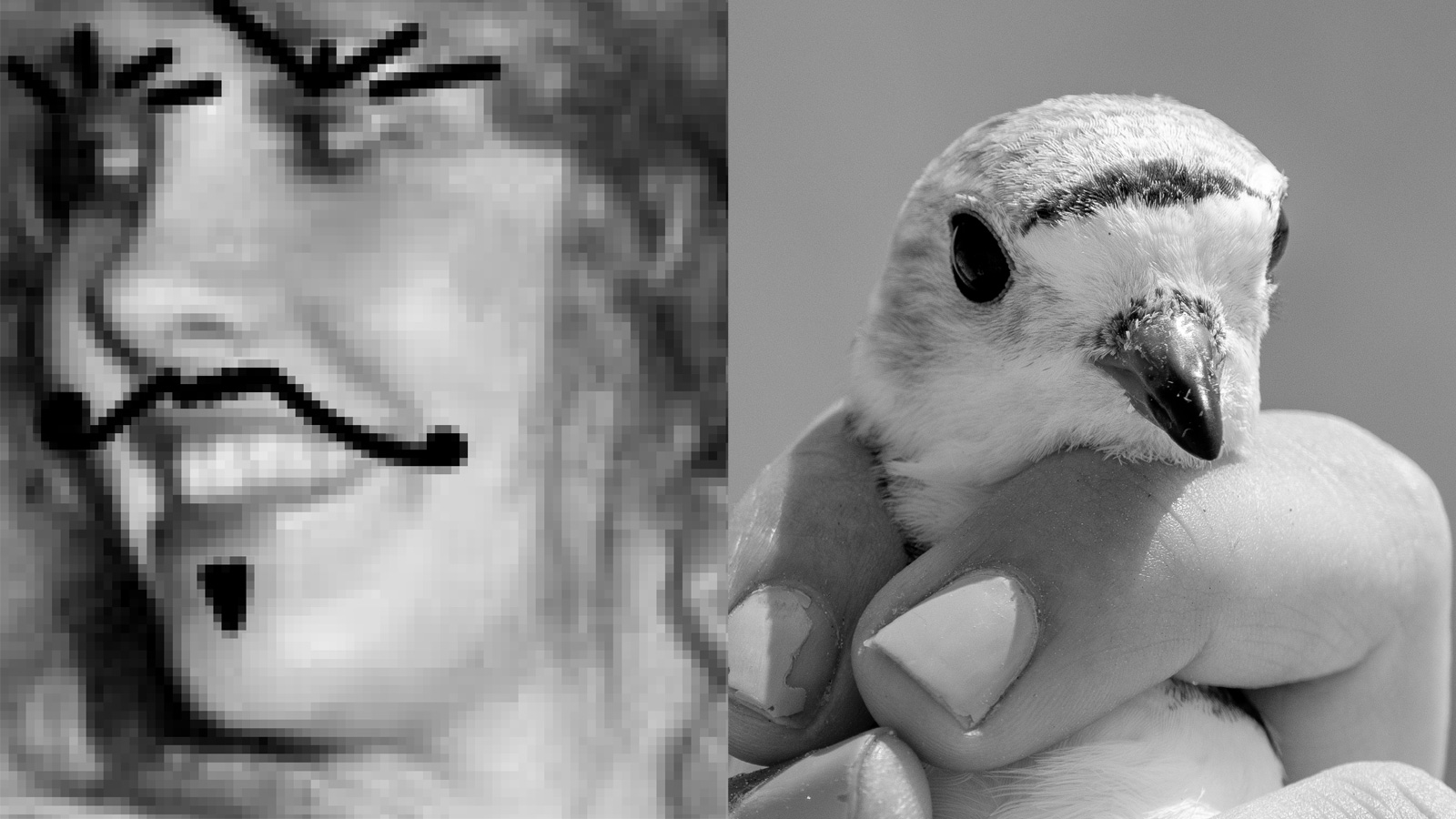 Stevies’ Mustaches