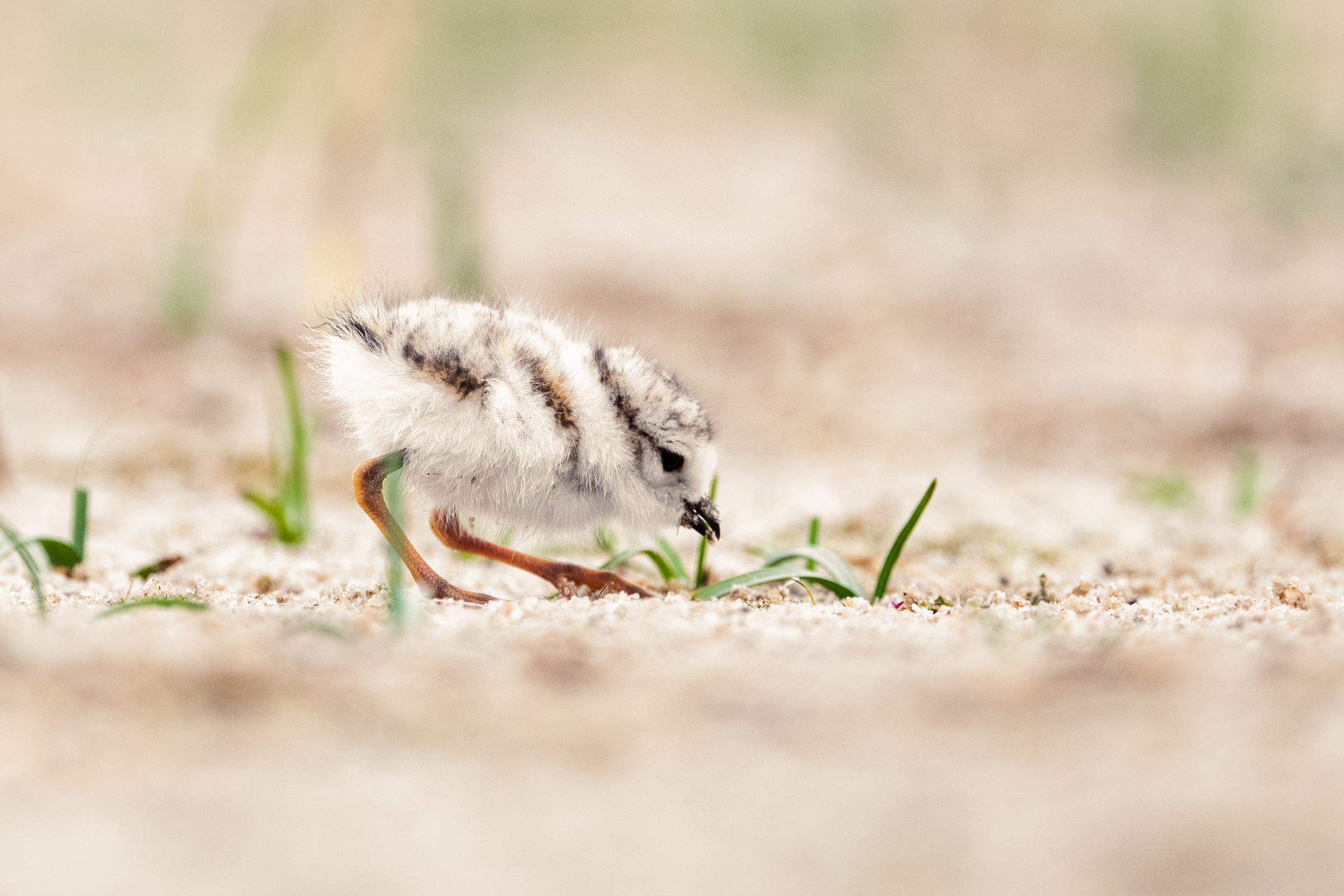 Four-Day Old Fleetwood Mac Forages At The Finger