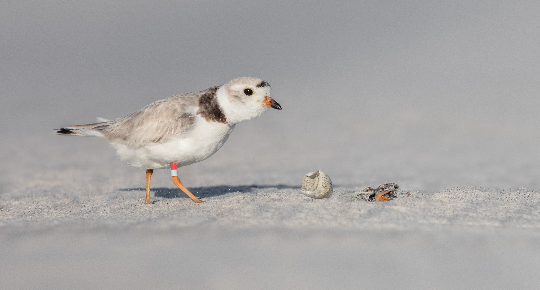 Reluctant Celebrations: Surely You Don’t Mean Myrtle?
