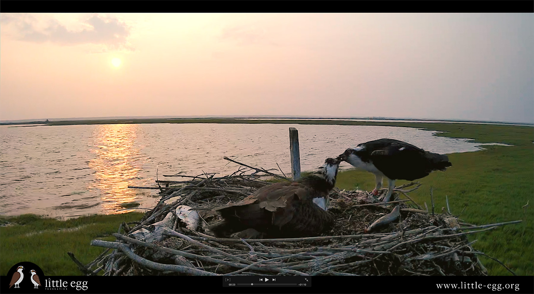 Watching Osprey