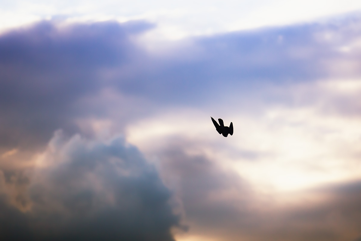 An Acrobat, Returned To Dirt