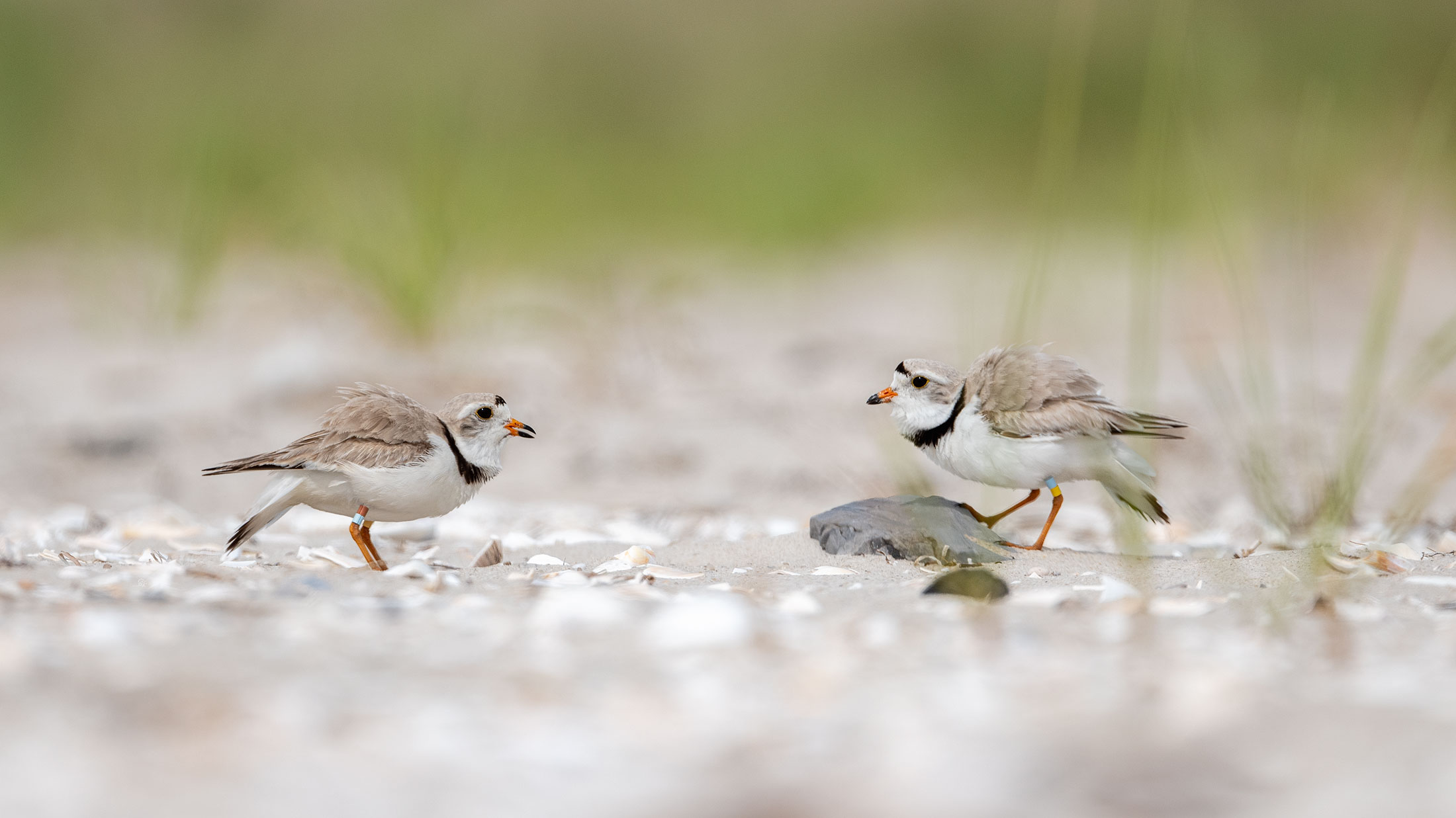 A Decade of Moaning Myrtle