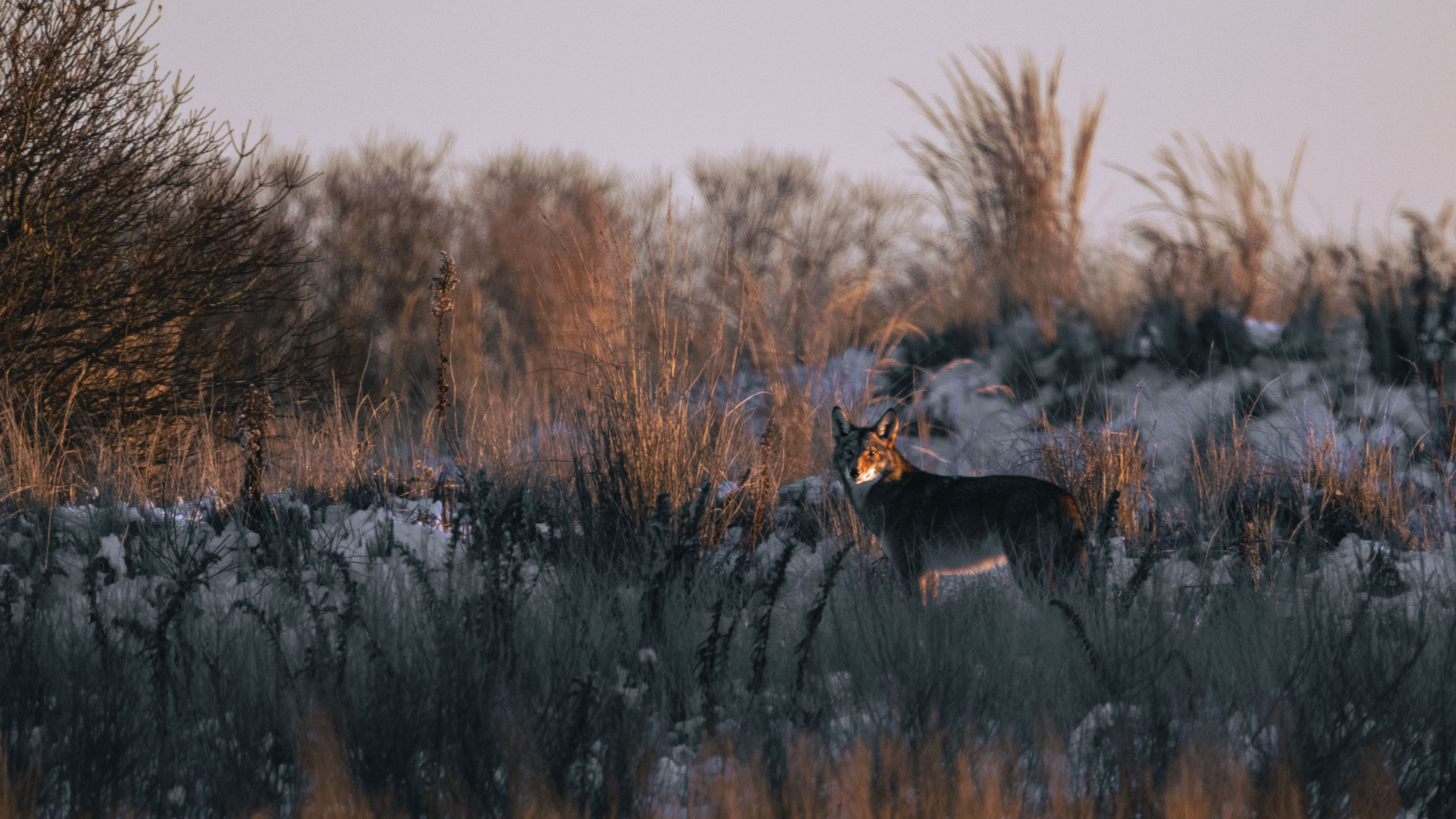 Coyote don’t like that!