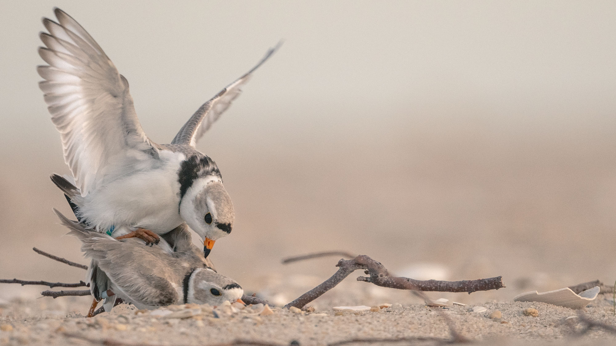 Nothing remains for me