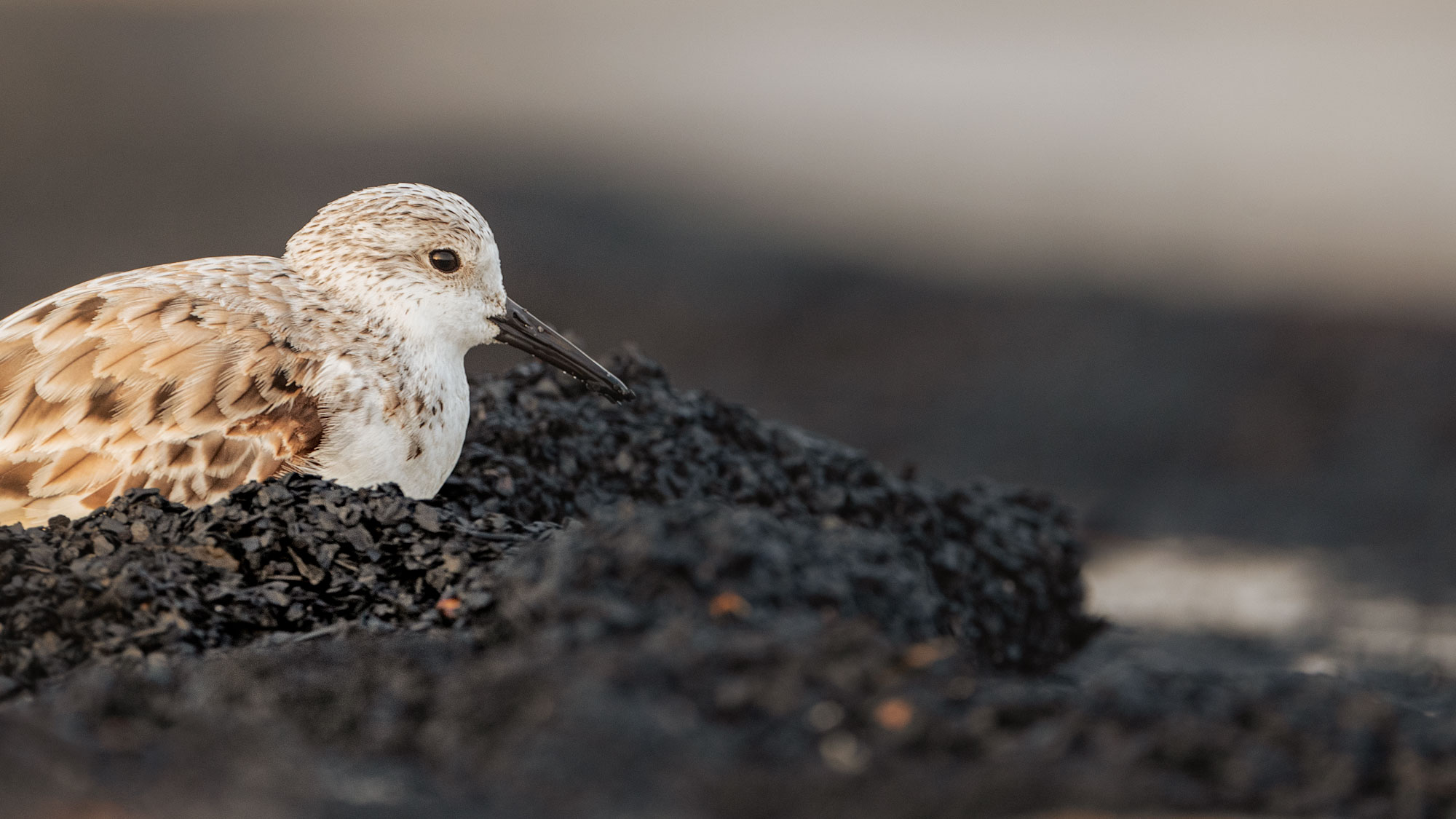 Ashes to ashes, we all lay down.