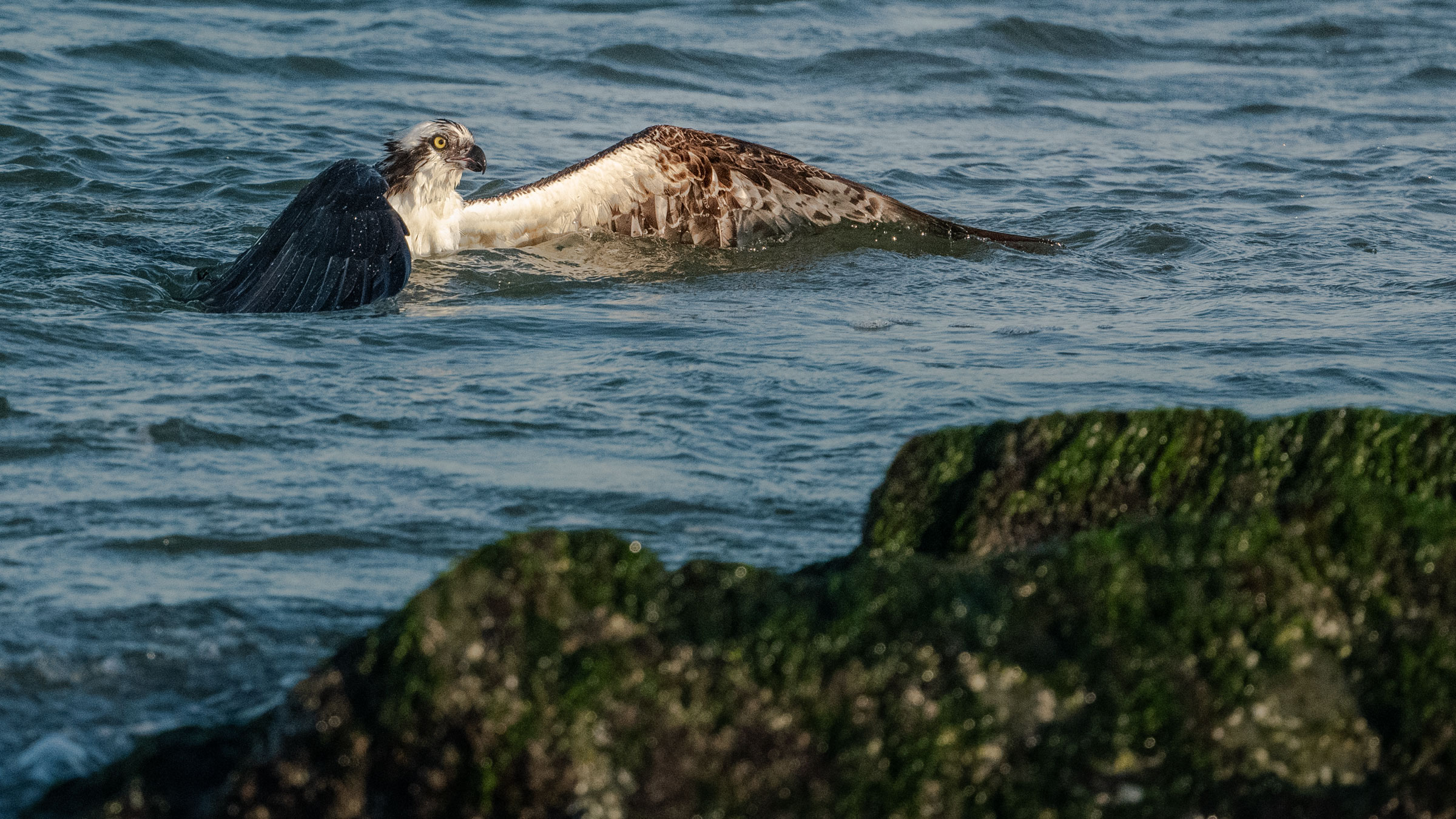 Bathtub Osprey