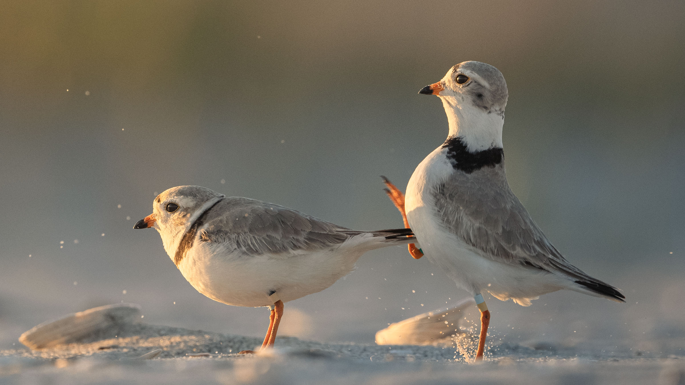 Myrtle has an easy fix for us