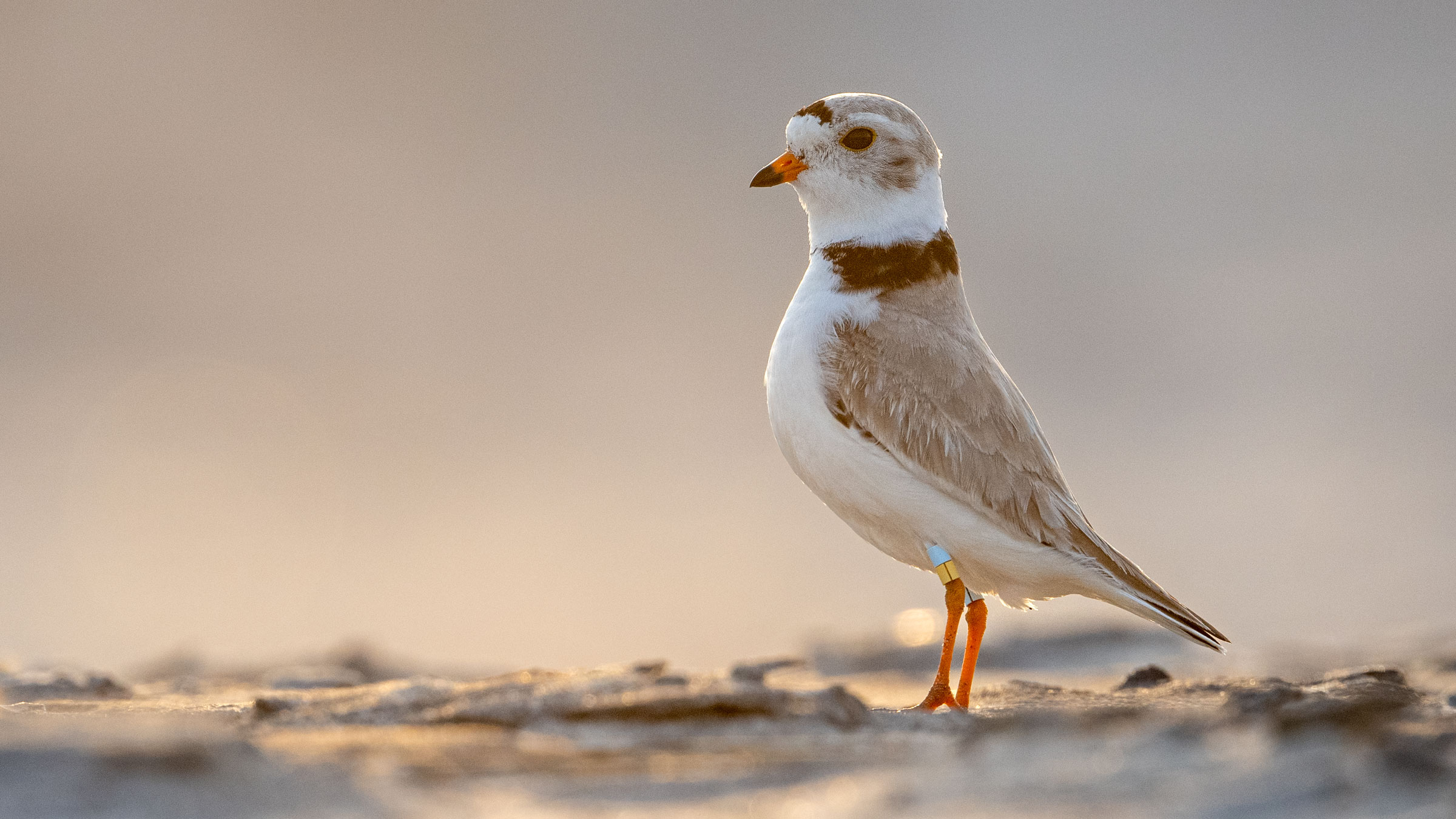 Man don’t like that! Either & Also