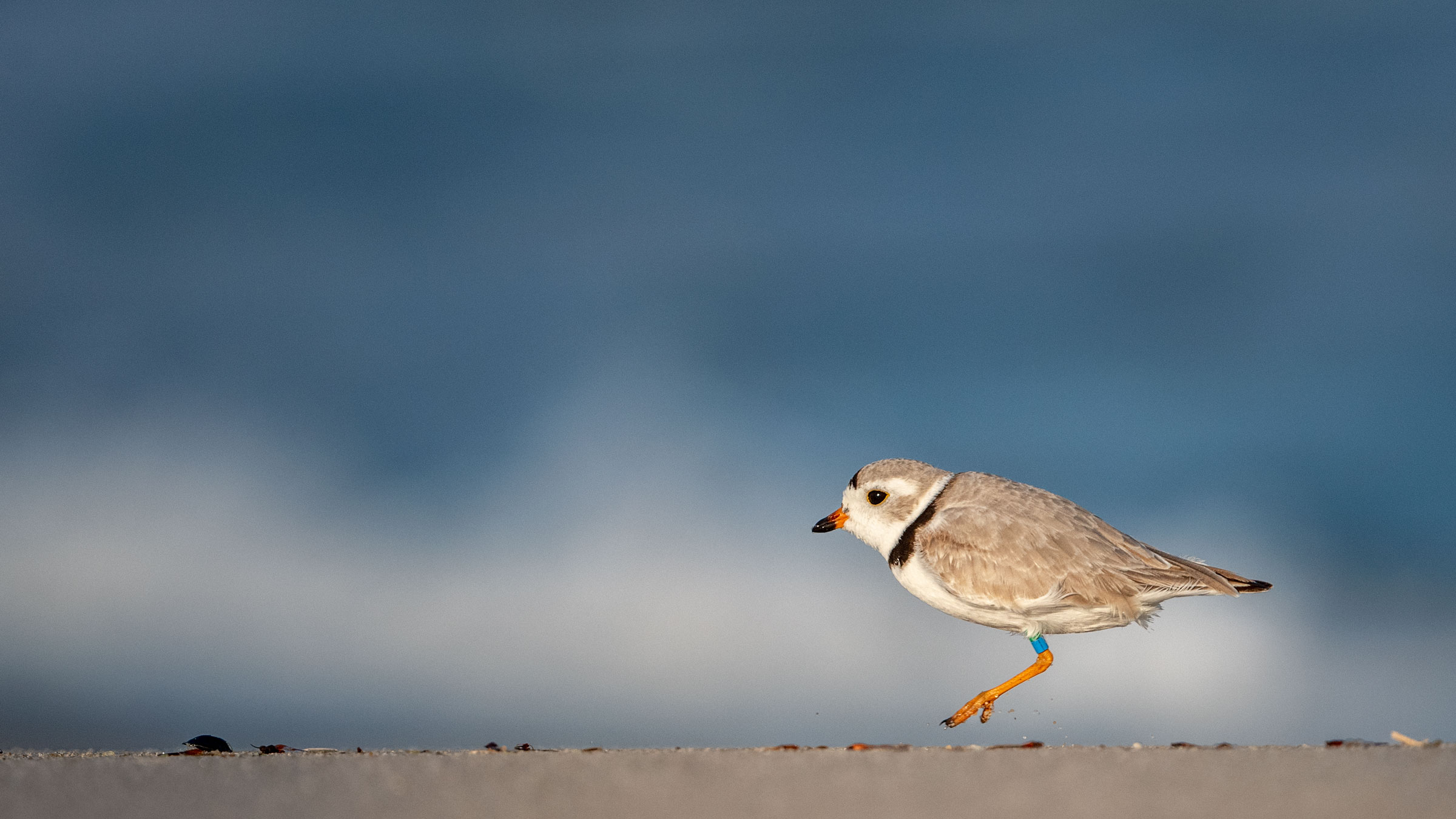 The Black Footed Stallion