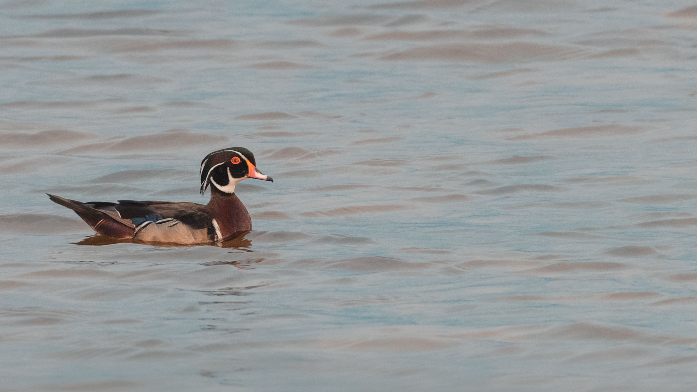 The Wood Duck is not on Facebook
