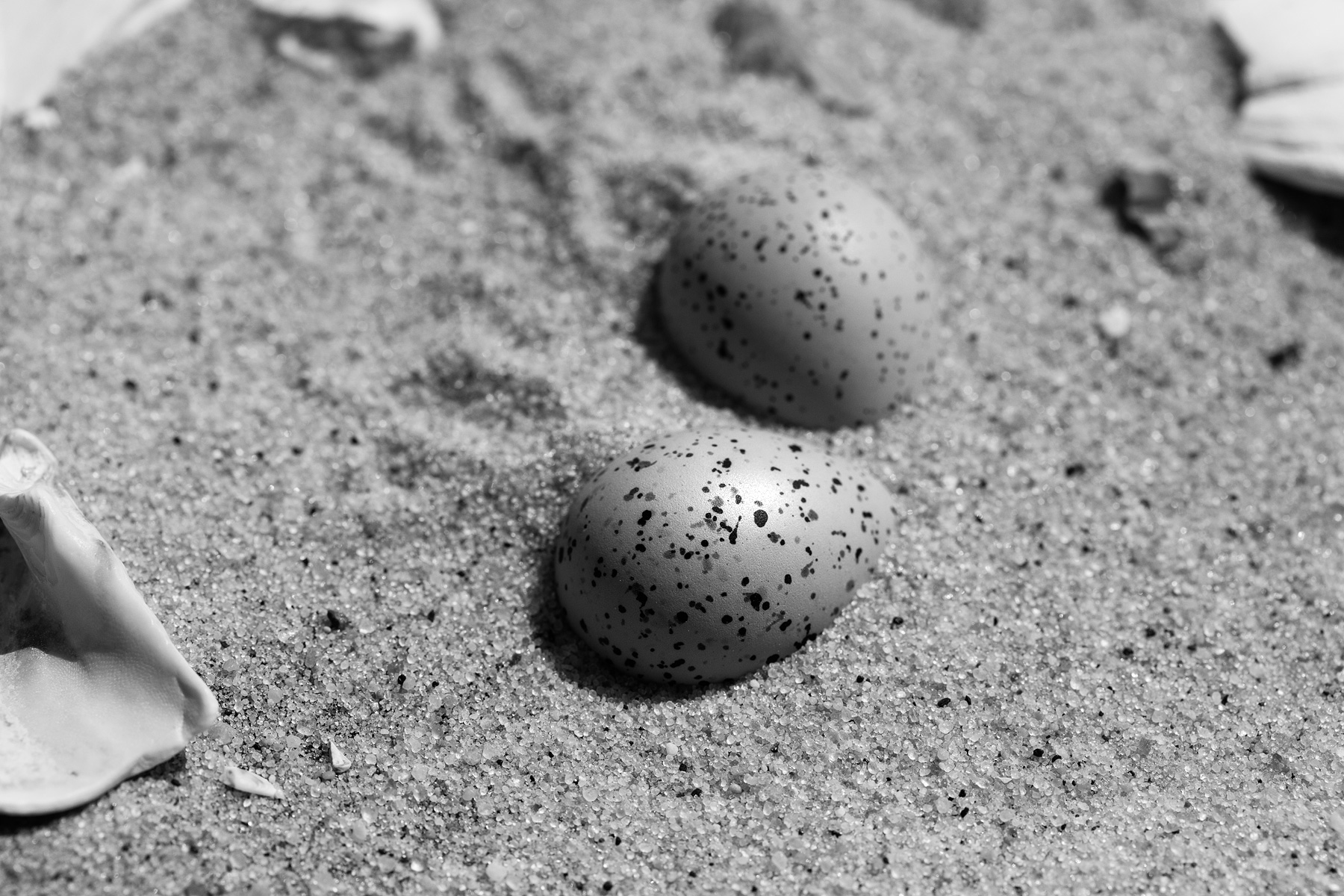 So that’s how it’s going to be: The first eggs drop in Barnegat Light
