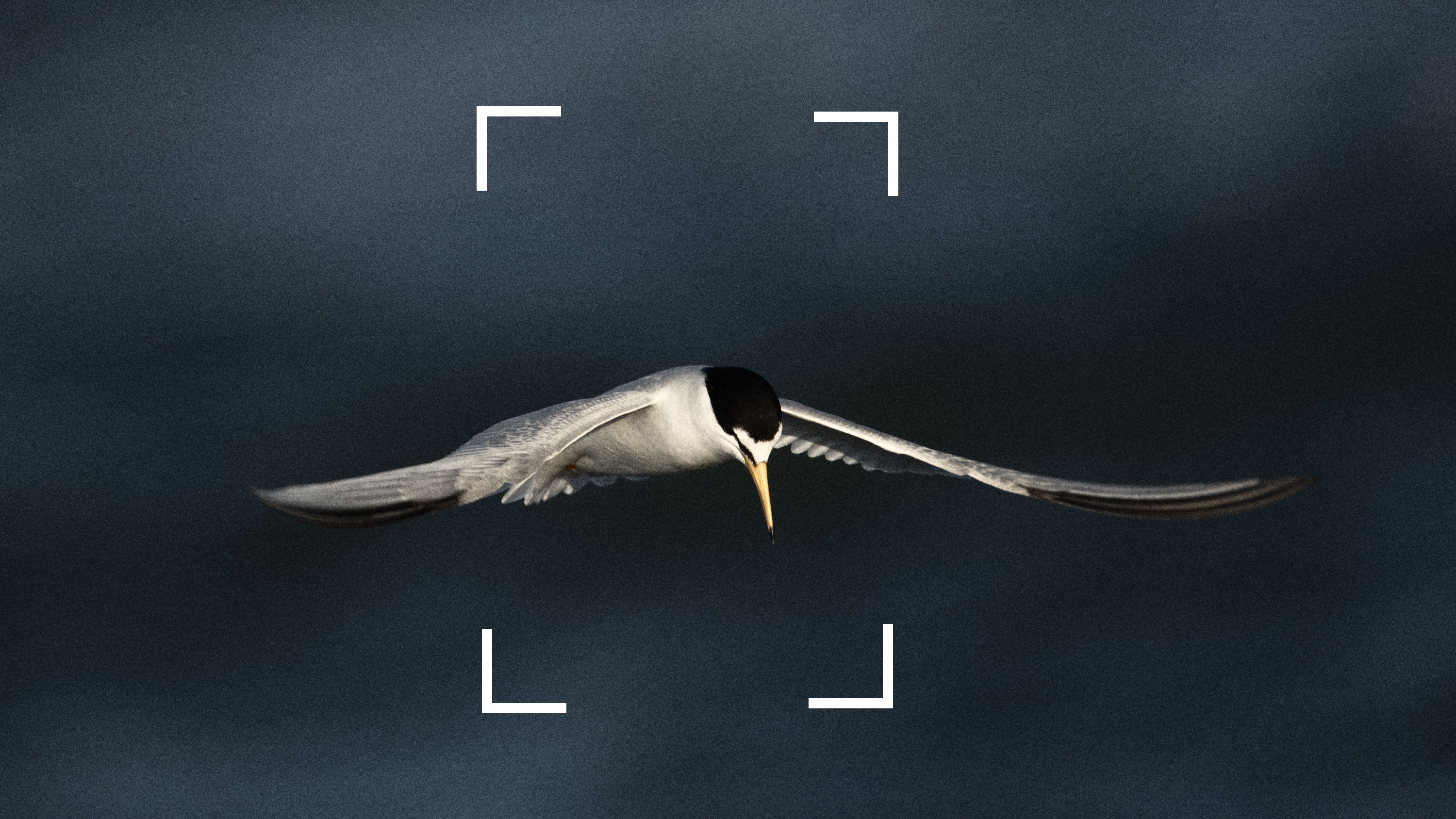 Breaking News: UAPs seen over Barnegat Light for the last 3 evenings. I’m declassifying some of it.