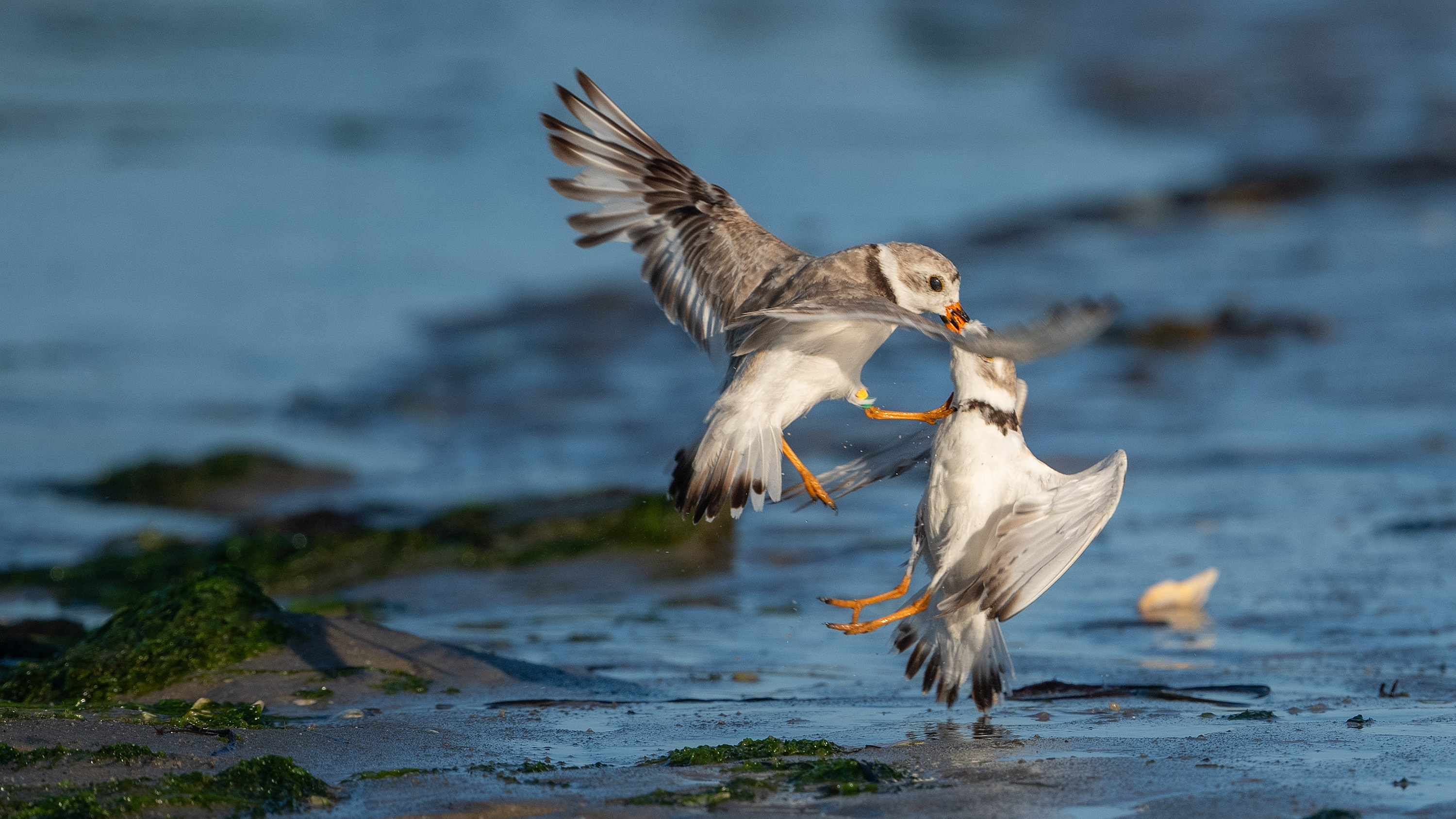 Poor Francisco learns that Goldie will smack that feather right out of his mouth.