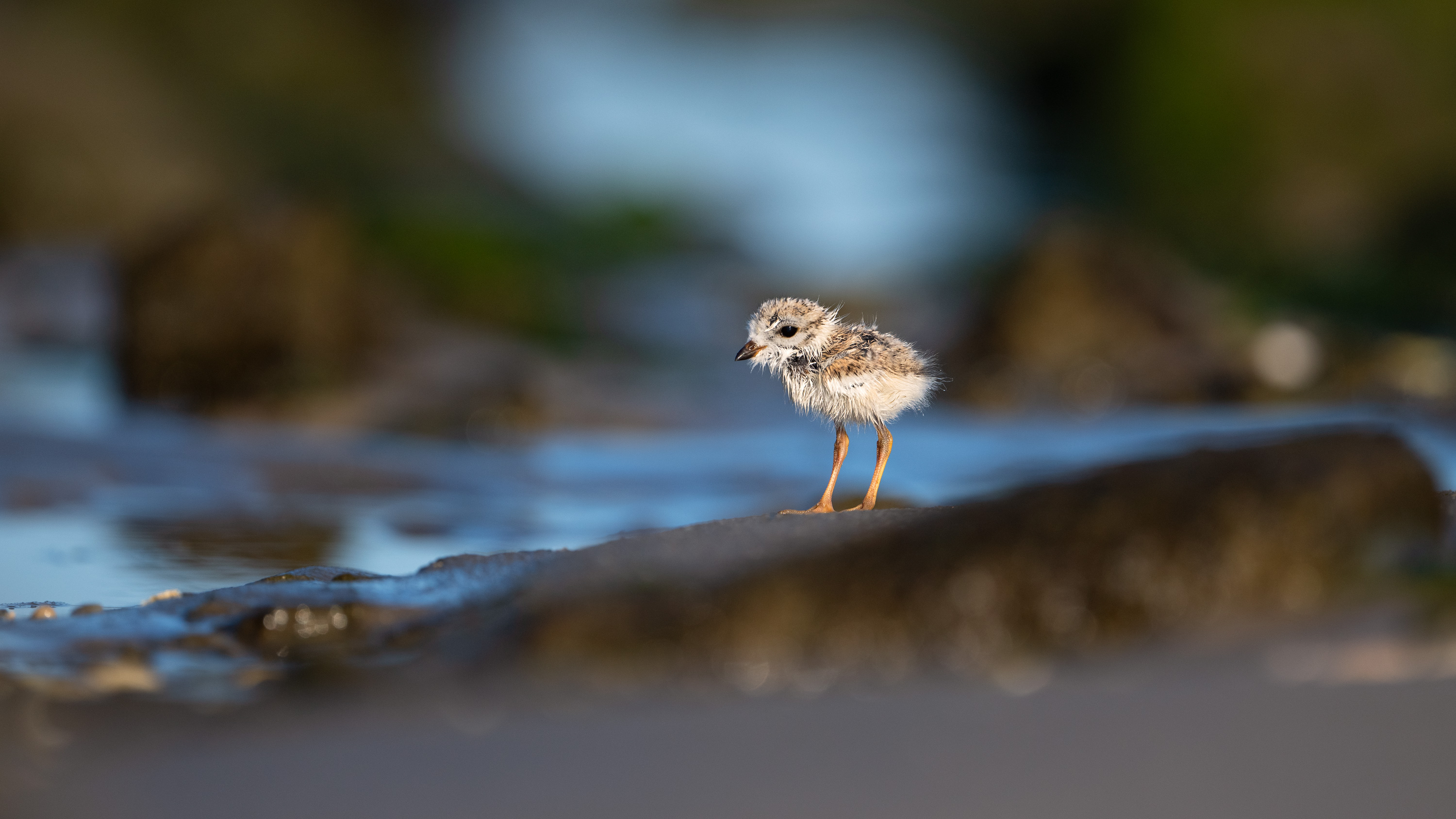 Poor Mama Hoo Hoo. We can help you hatch them, we can even help you fledge them, but we can’t help you waterproof them.