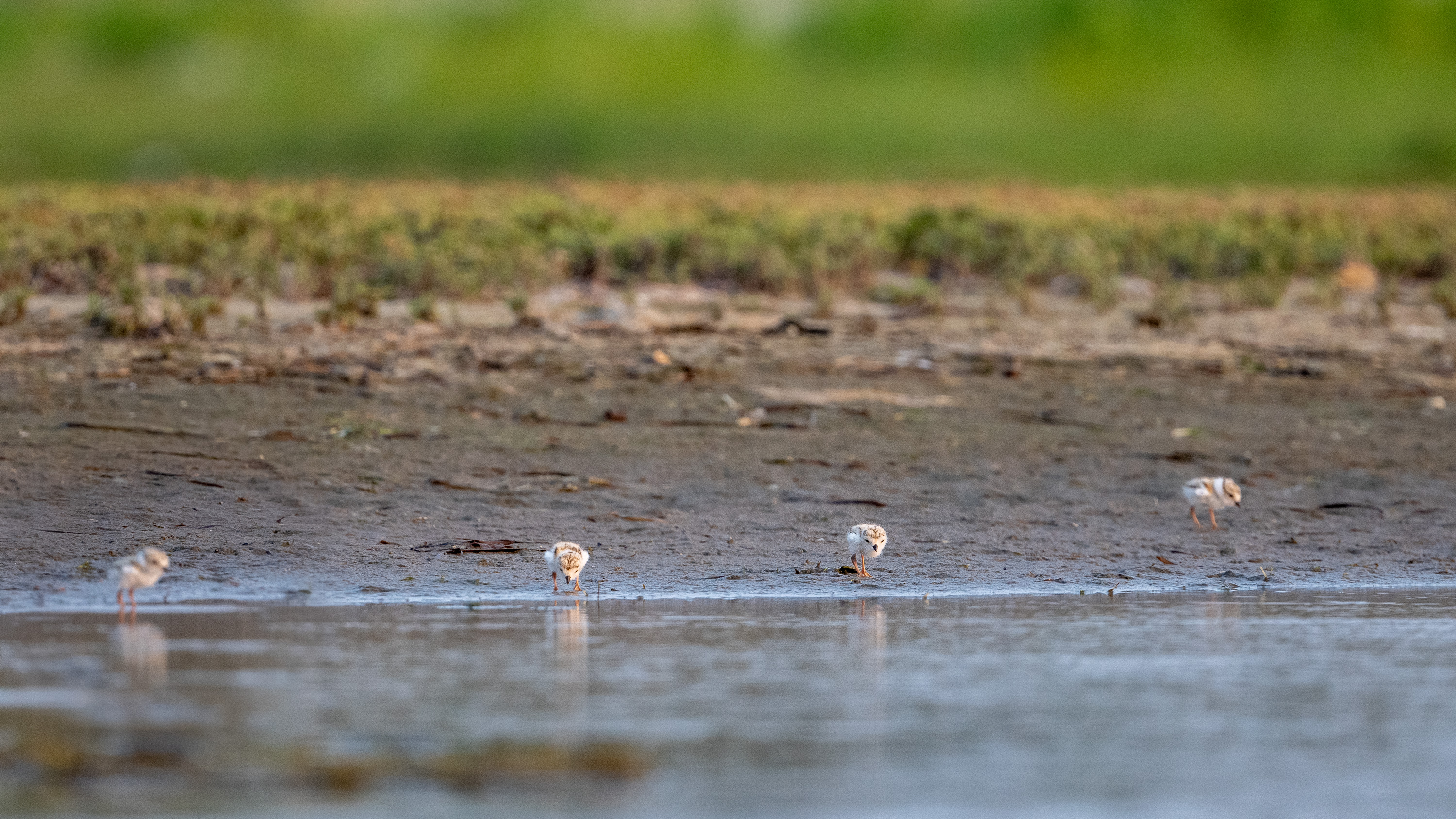 Lindsey & Goldie have all their ducks in a row