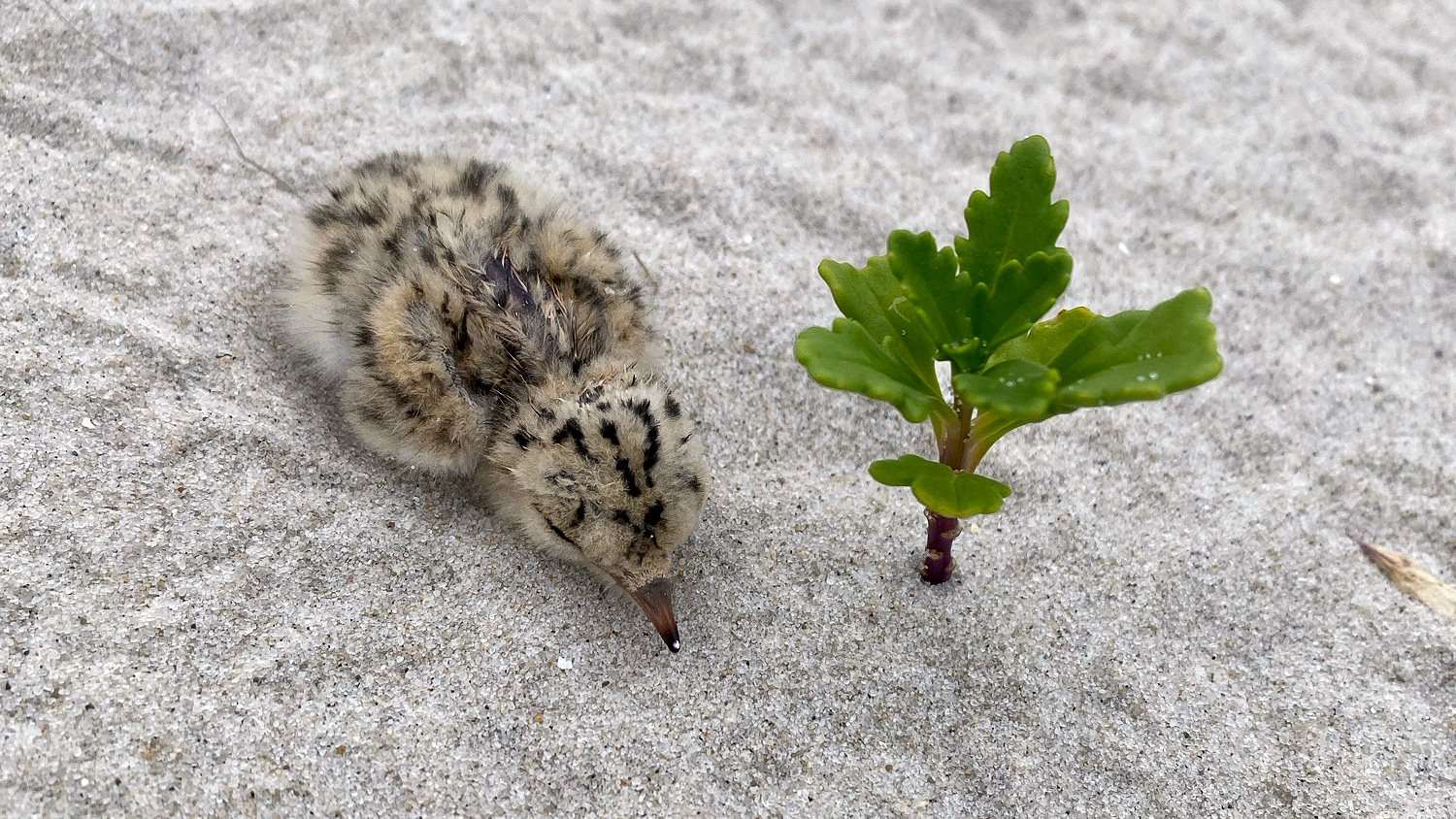 Most colors for the least tern